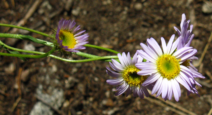 Daisy on North Flank of Mount Reba on the Tahoe to Yosemite Trail